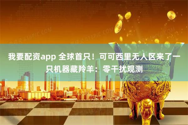 我要配资app 全球首只！可可西里无人区来了一只机器藏羚羊：零干扰观测